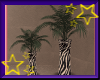 [2709]Zebra Potted Palm