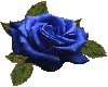 Rosa blu samara