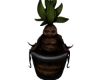 Mandrake Plant HP