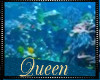 !Q Barrier Reef