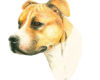 Staffie Bull Terrier