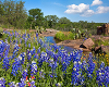 Texas Flower Historic V2