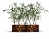 Bamboo Plant 4U