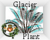 Glacier Plant