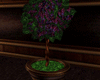 [kyh]bar tree grape