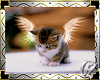 *CZ* Angel Kitten Pic