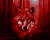Wolf Fox Pic