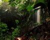 Jungle Pic2