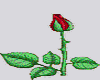 Animated  Red Rose