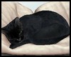 Pillow Black Cat Sleep