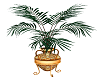 Morocco Palm