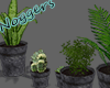 Potted Plants