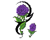 Purple tribal Roses