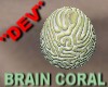 Coral Brain *Derivable