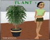 indoor plant 1