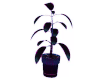 Aqua Plants...