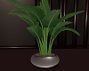 Plante
