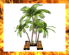 [H]tumbonas con palmeras