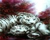 White tiger siblings