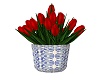 Red Tulips Dutch
