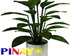 Plants 1