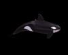 SG4 Animated ORCA