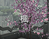楓 Cherry Blossom Tree