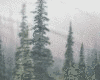 Foggy Forest Shirt /tats