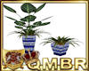 QMBR Plants Royal Blue