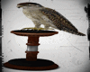 Falcon