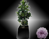 -Black Potted Plant