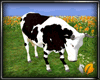 (ED1)dairy cow