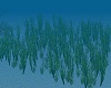 OCEAN PLANTS ANIMATED