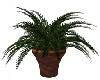 plant 01