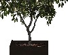 tree planter