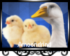 AM:: Spring Chicks Duck