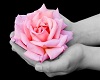 Pink Rose In hand