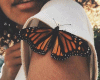6v3| Butterfly Lovers
