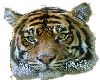 Tiger_face_Bengal