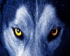 Wolf Eyes