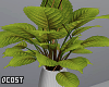 Minimal Plant
