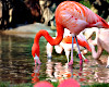 animated flamingo flying