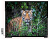 tiger television