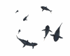 tiburon perla negra