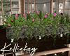 Blooming Window Box