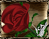 Long Stemmed Red Rose