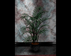 ~S~ Rainy Day Plant