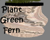 Plant ~ Tericotta Vase 
