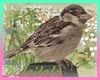! Animated Sparrow