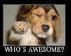 Whos Awesome